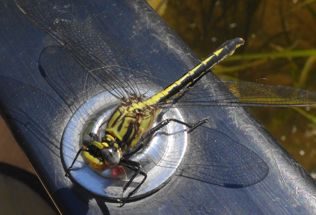 A large, green and black dragonfly, called a Lilypad Clubtail, rests on the side of a canoe.