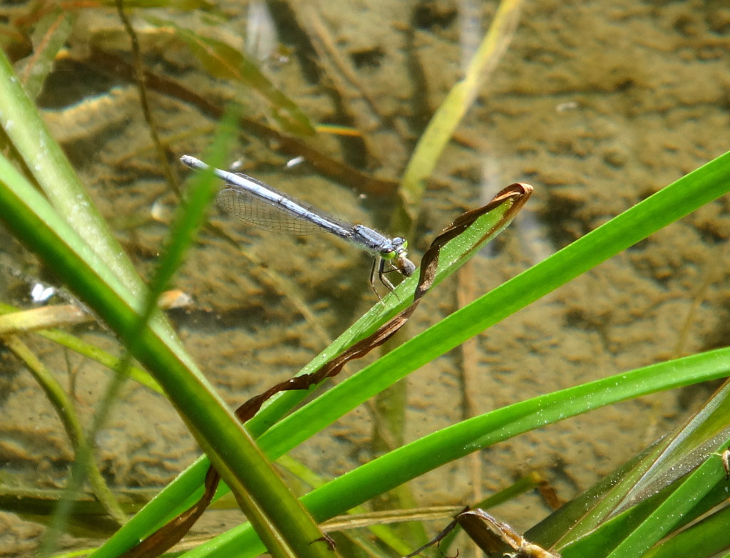 A species of blue damselfly called an Eastern Forktail clings to the blade of reed in shallow water.