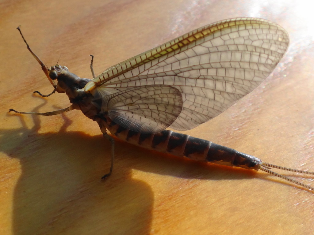 A close-up photograph of a large, brown mayfly resting on the blade of a paddle.