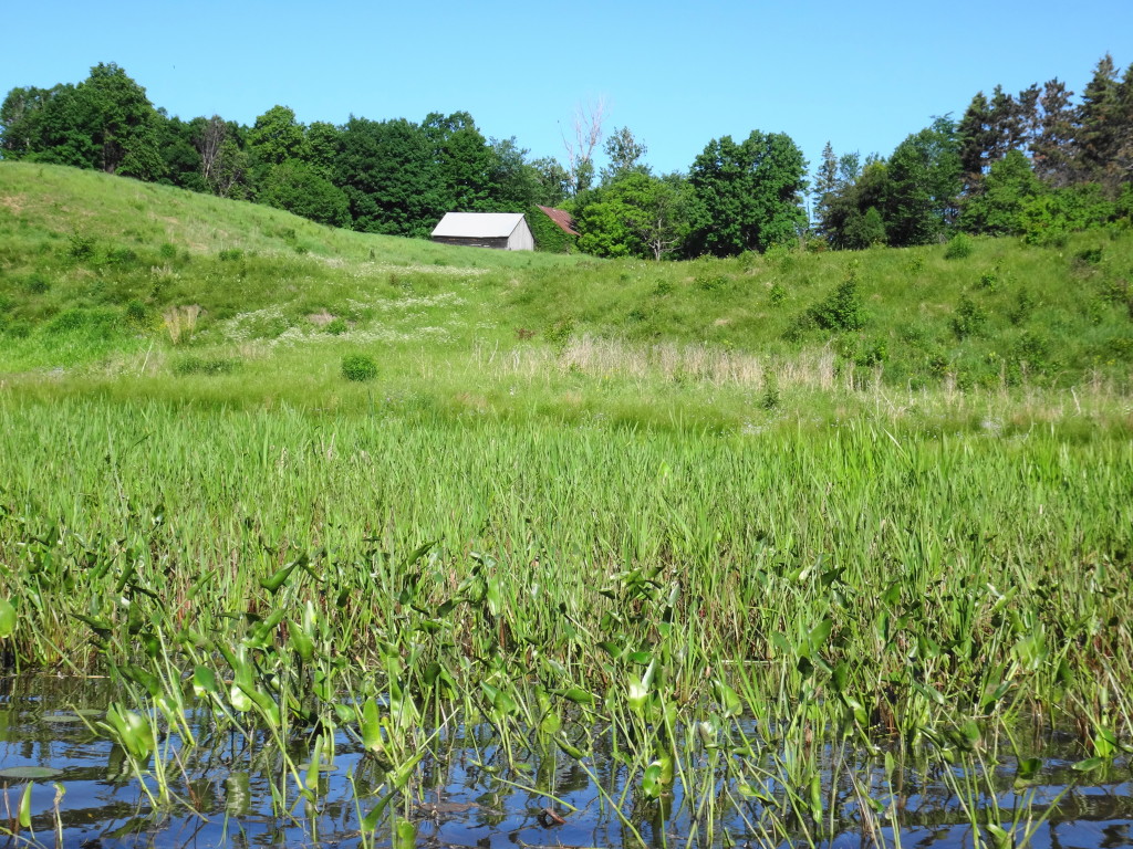 A view from the river across dense bed of pickerel weed to the shoreline of the Mississippi River, where a white barn stands in a pasture, with trees in the background.