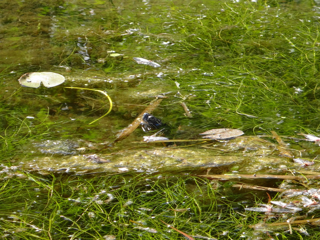 Amidst a dense patch of pondweed, a shy painted turtle sticks its head out of the water for a look around.