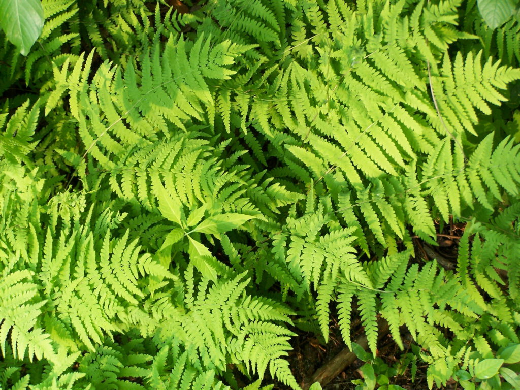 A dense bed of ferns shines bright green in the sun.