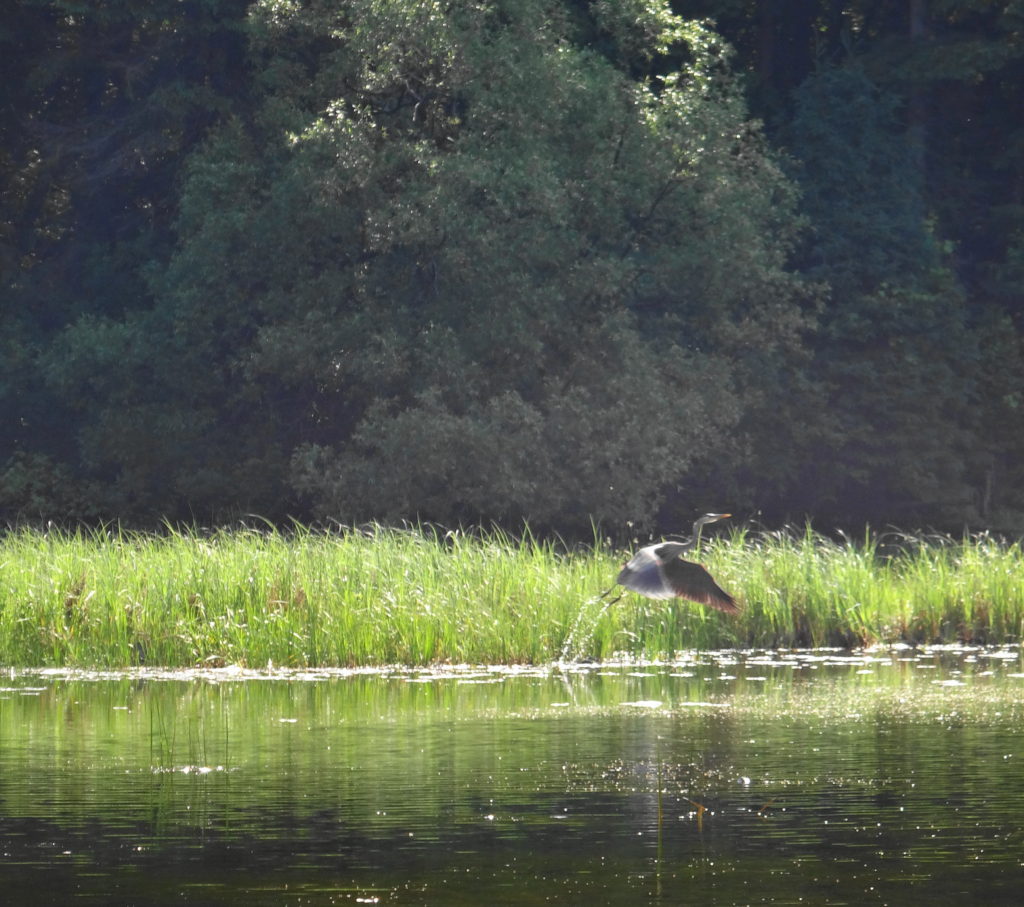 A great blue heron takes flight from a marshy shoreline.
