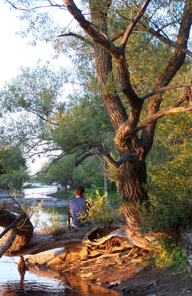 A boys sits on the reclining limb of a crack willow on the shoreline of the Ottawa River.