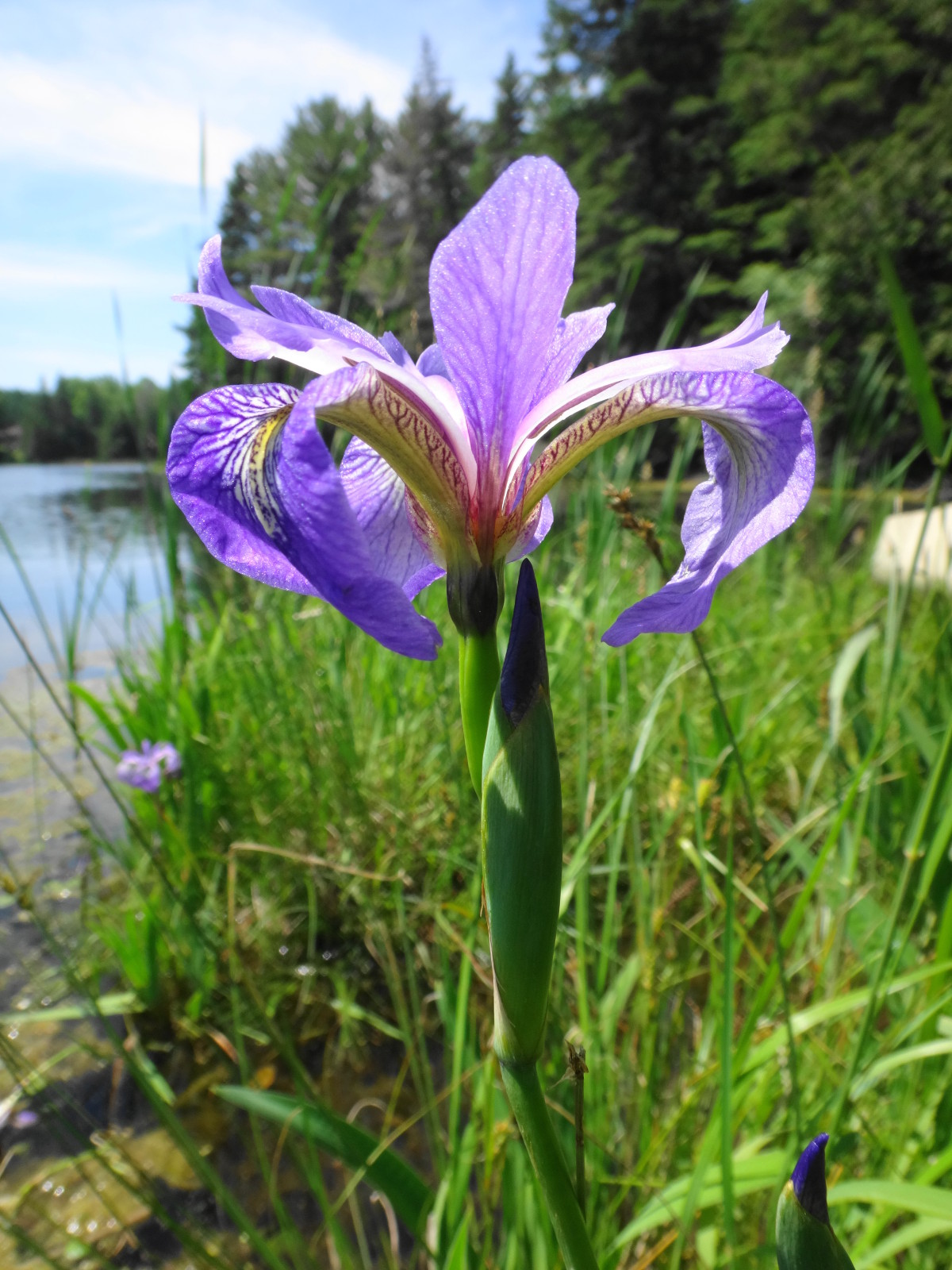 A close-up photograph of a purple iris in bloom on the shore of the Snye River.