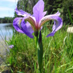 A close-up photograph of a purple iris in bloom on the shore of the Snye River.
