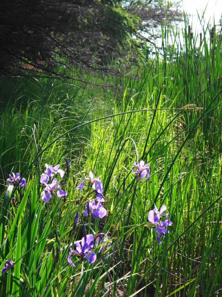 A small cluster of purple irises blooms on a marshy shoreline.