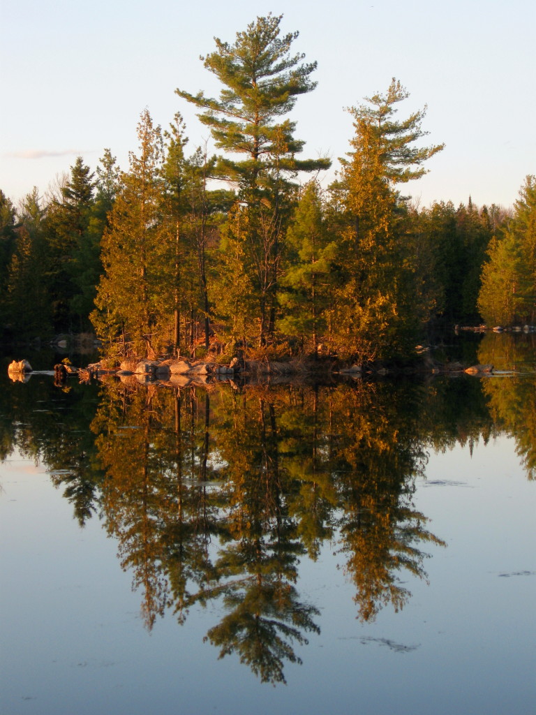 Pine trees reflect perfectly in the still waters of Morris Island Conservation Area.