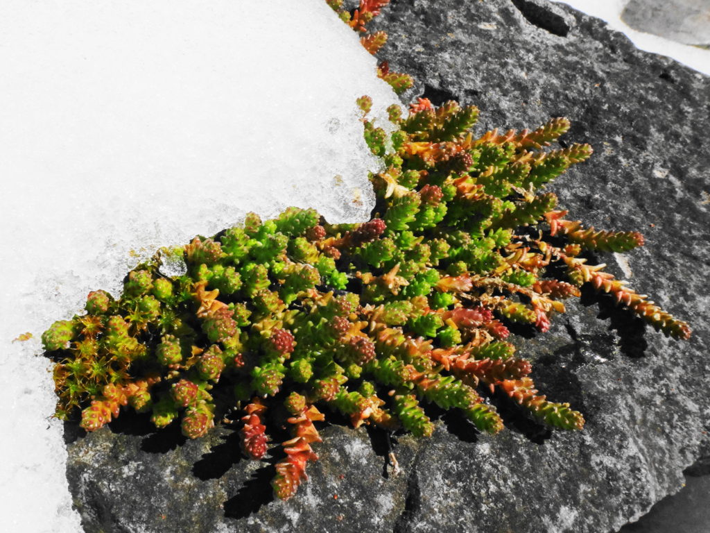 Moss on a grey stone emerges from snow.