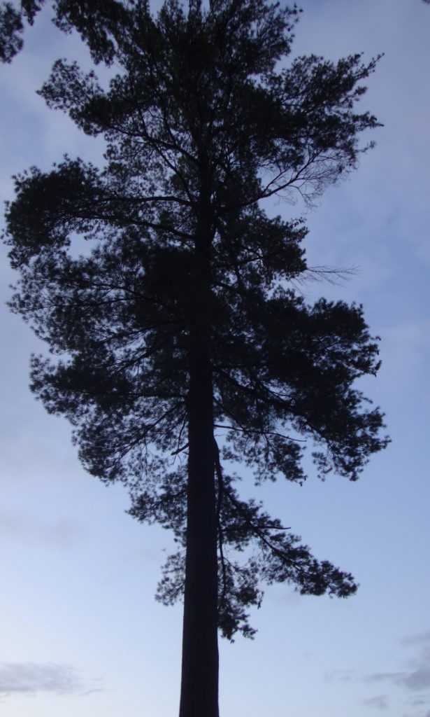 A tall white pine stands silhouetted against a navy blue, evening sky.