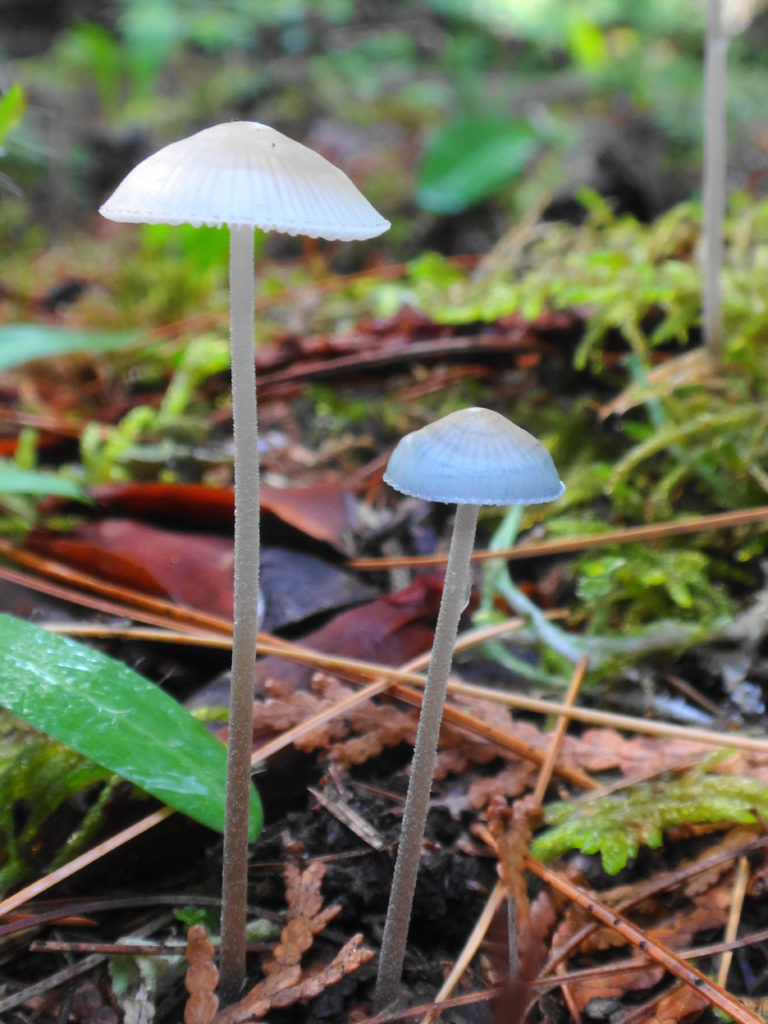 Two small, blue mushrooms grow on the forest floor.