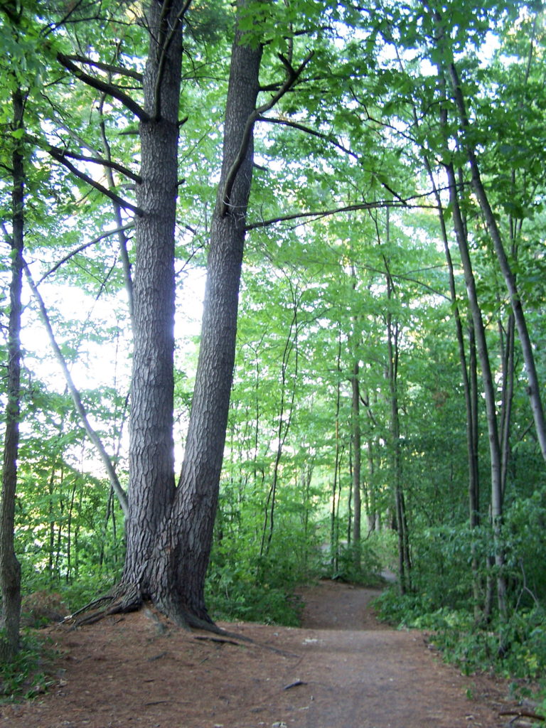 Two large pines stand beside a walking path in the forest at Mud Lake.