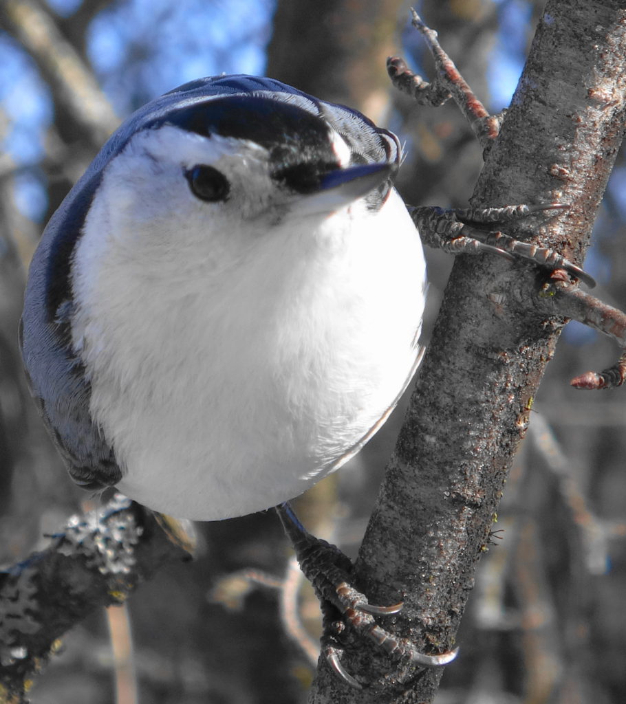 A close-up photograph of a beady-eyed, white-breasted nuthatch clinging to a branch as it seeks a handout.