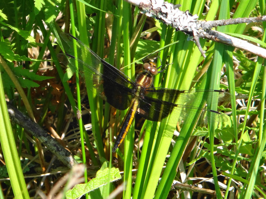 A widow skimmer dragonfly clings to a reed.