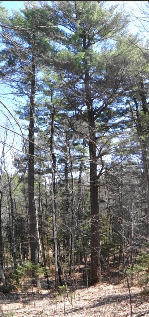 White pines soar along Bilberry Creek