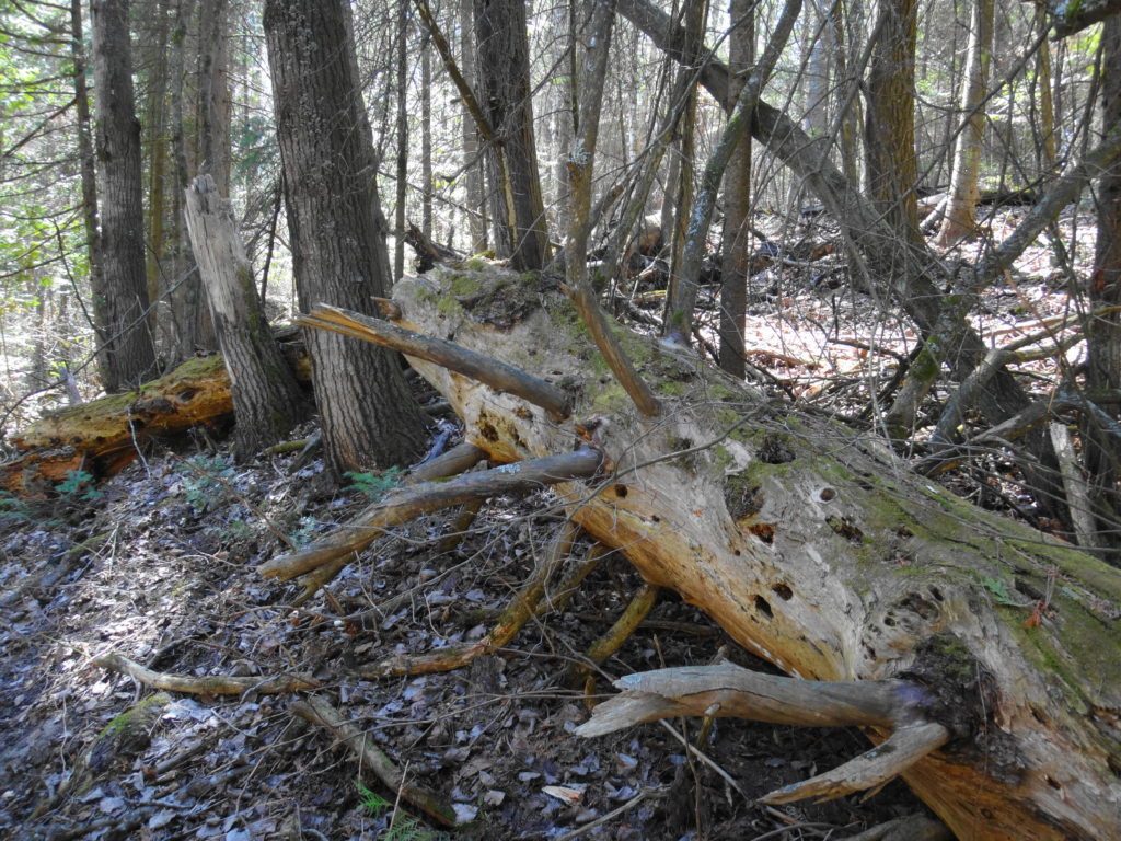A large, collapsed log rots on the forest floor.