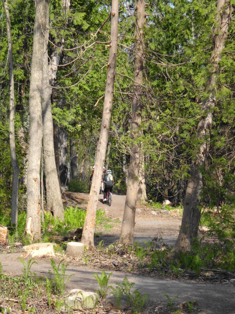 Children ride their bicycles along Poole Creek. The stumps of ash trees are visible in the foreground.