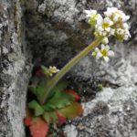 An early saxifrage blooms in a cluster of white flowers, emerging from a rosette of leaves clinging to a crevice in bare rock.