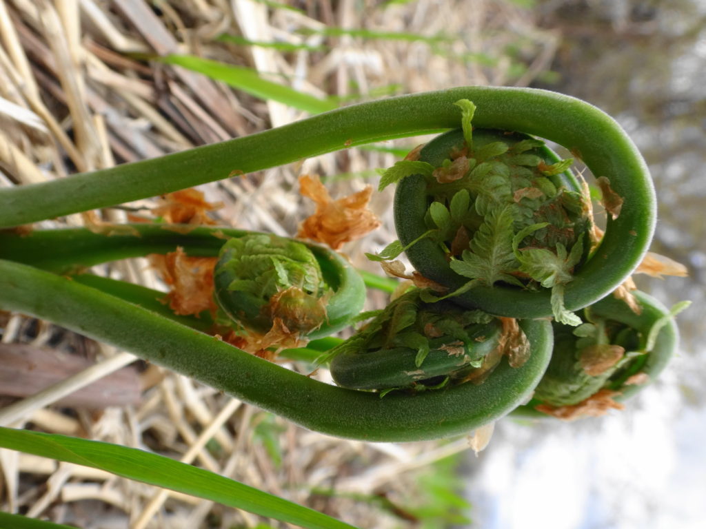 Four ostrich fern fronds begin to unfurl on the shore of the Rideau River.