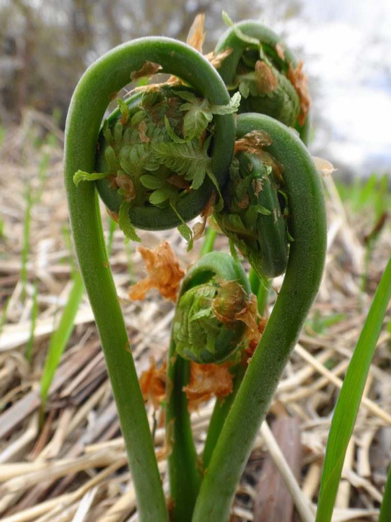 Four ostrich fern fronds begin to unfurl on the shore of the Rideau River.