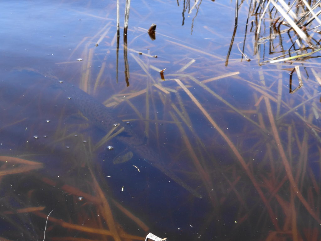 A longnose gar basks in the shallows at Shirley's Bay.