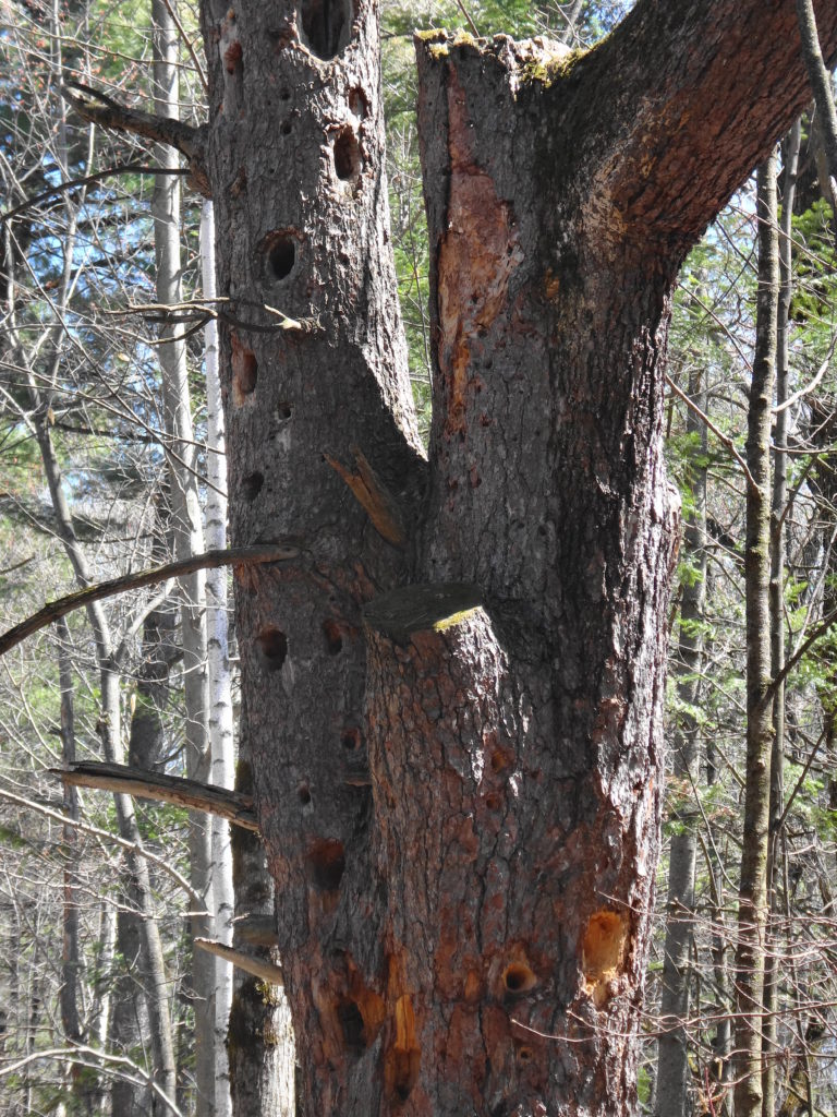 Woodpecker holes and cavities pockmark the gnarled trunk of a white pine.