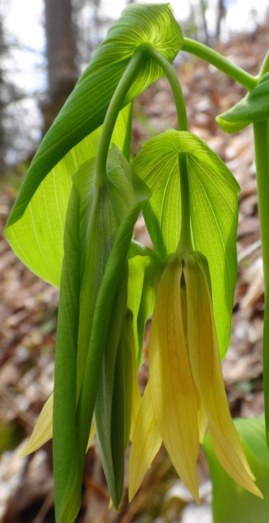 The yellow bloom of large flowered bellwort droops from its limp leaves.