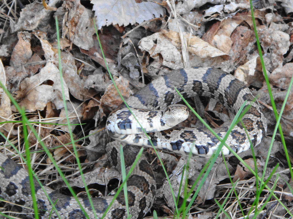 A milk snake curls up defensively somewhere in Ottawa's Greenbelt