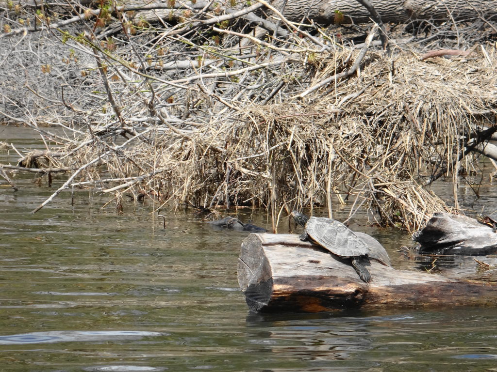 A map turtle crawls on to a log in the Rideau River