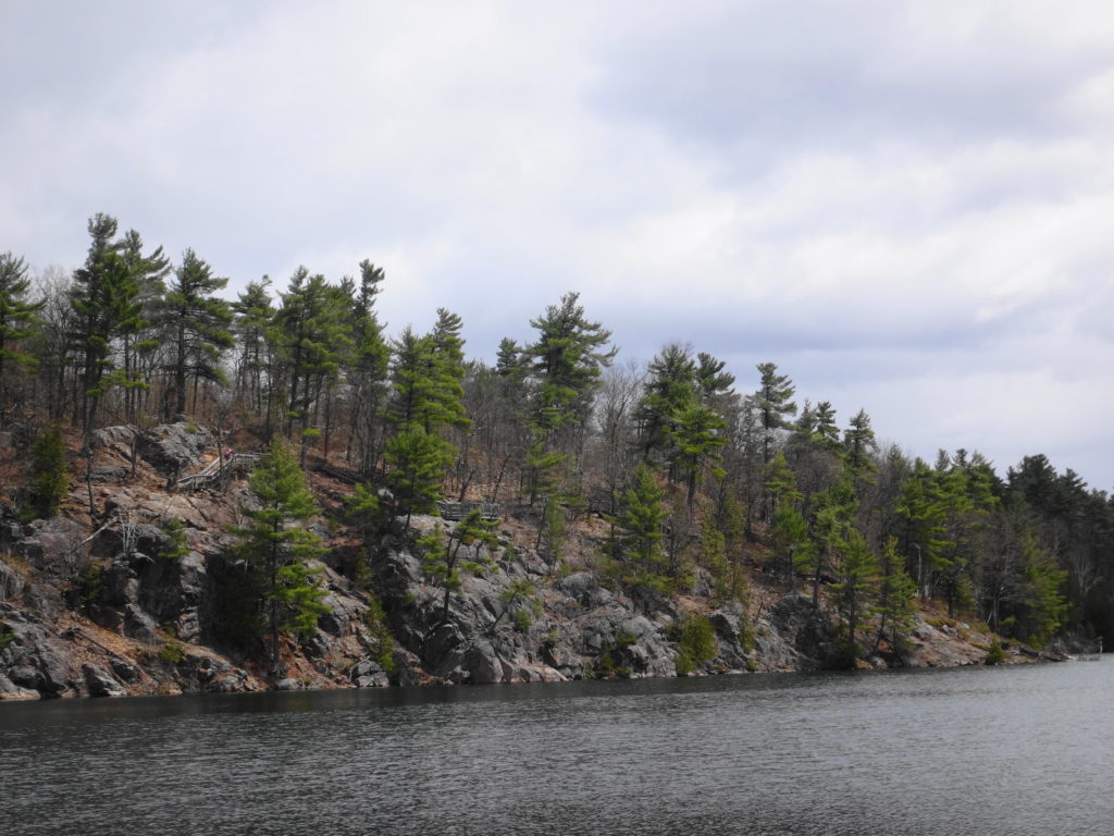 A tree-clad cliff rises from the water of Pink Lake.