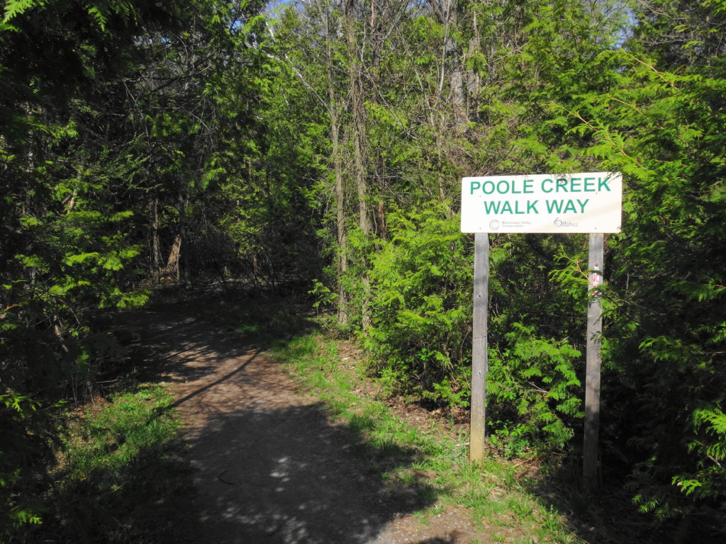 A pathway disappears into a cedar forest. A sign reads, "Poole Creek Walkway".