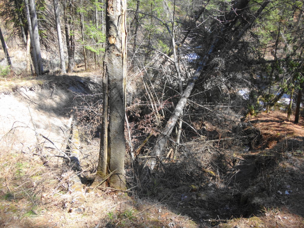 About 20 metres of the slope has slumped toward Bilberry Creek, carrying trees with it.