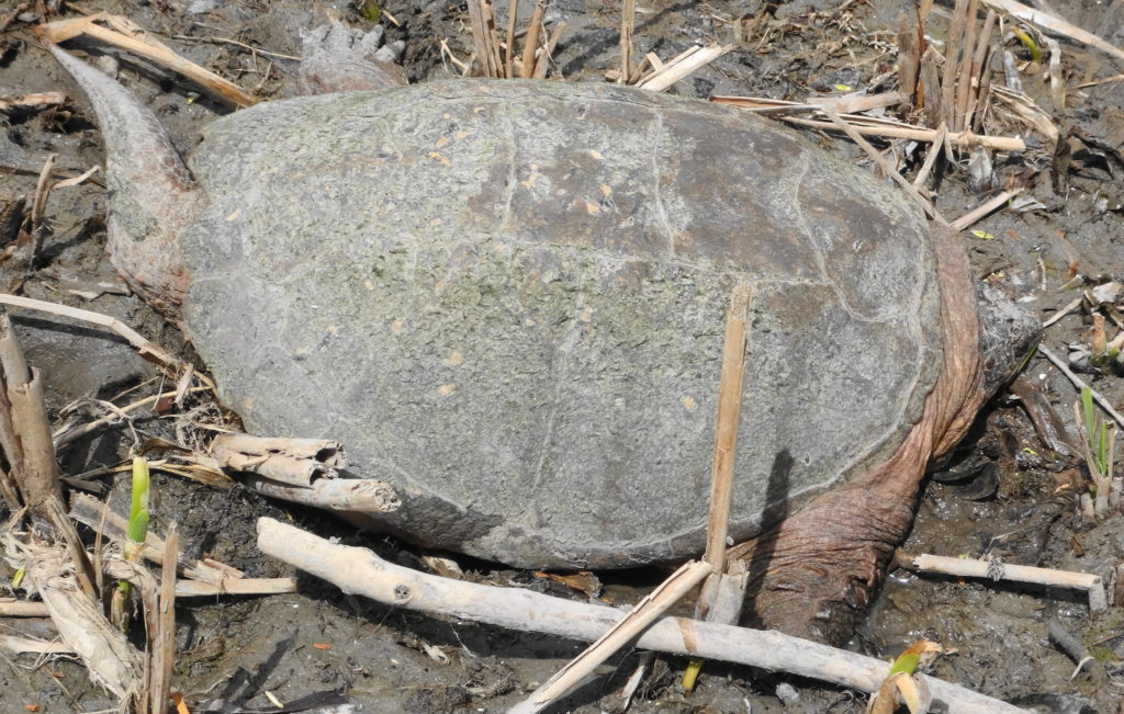 A sleepy snapping turtle basks in the mud on the shore of the Rideau River.