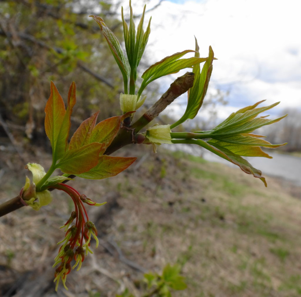 Pale green leaves unfurl at the end of a twig.