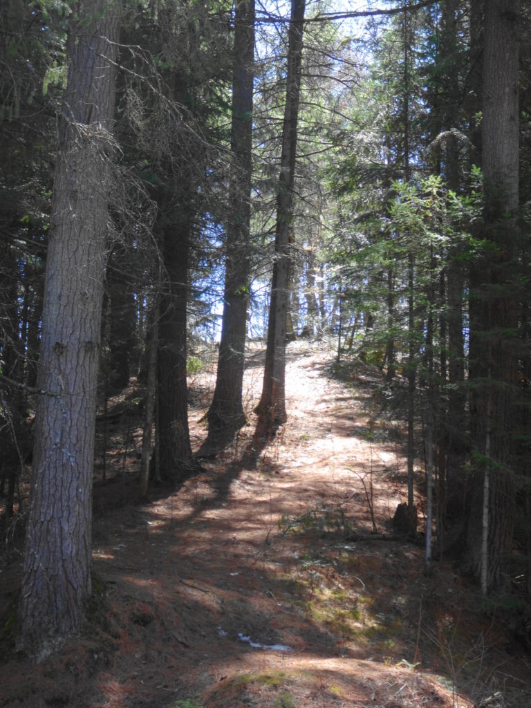 A nature trail leads up through conifers into sunlight.