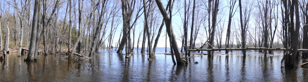 Large silver maple trees surround a canoe at Shirley's Bay.