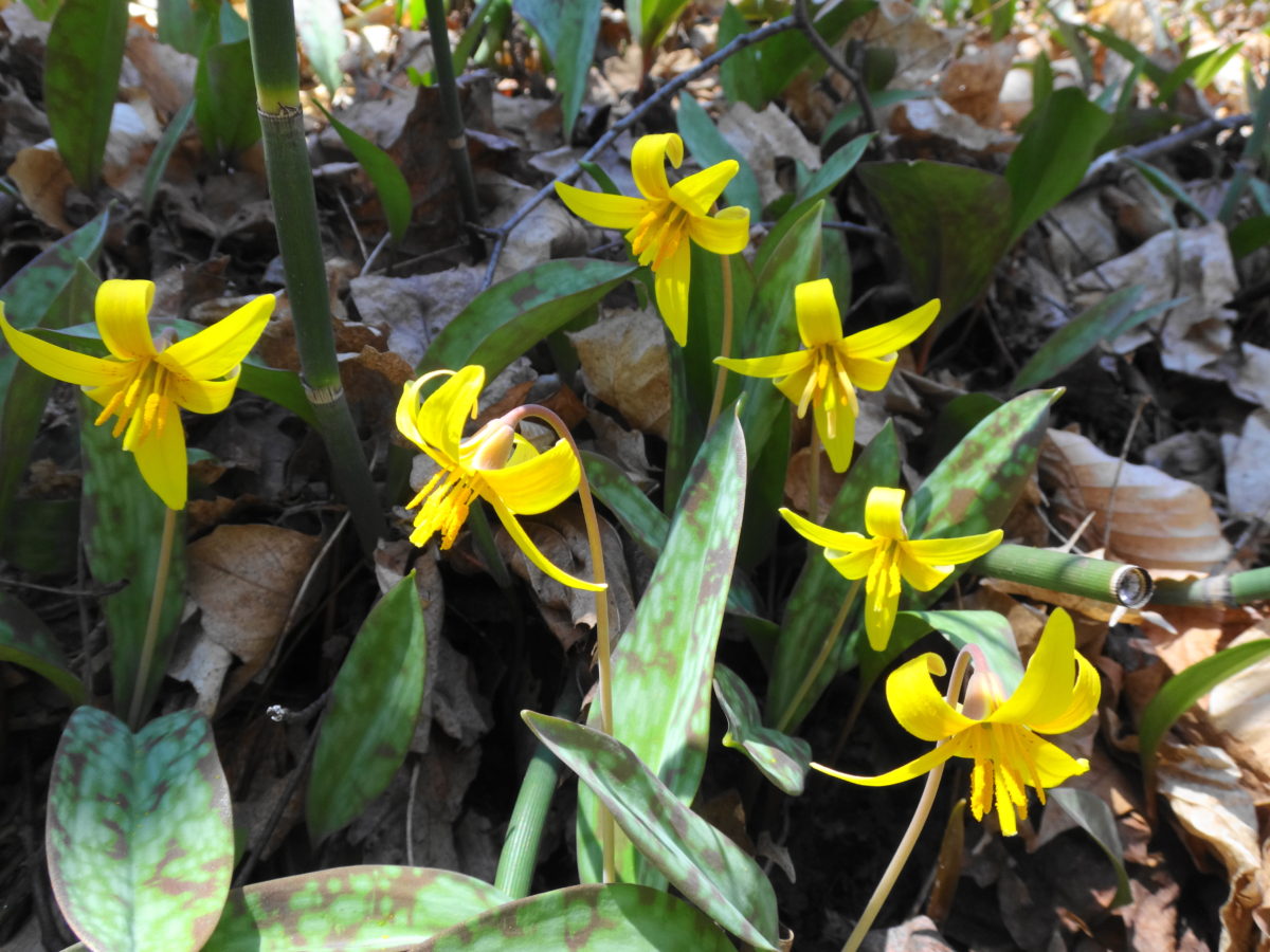 A cluster of bright, yellow trout lilies bloom on the forest floor.