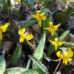 A cluster of bright, yellow trout lilies bloom on the forest floor.