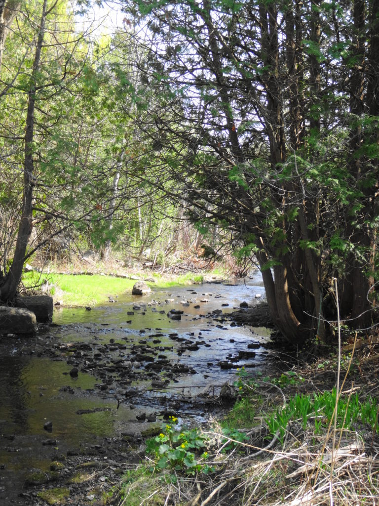 Poole Creek flows under the shade of cedar trees. Marsh Marigolds bloom beside the creek in the foreground.