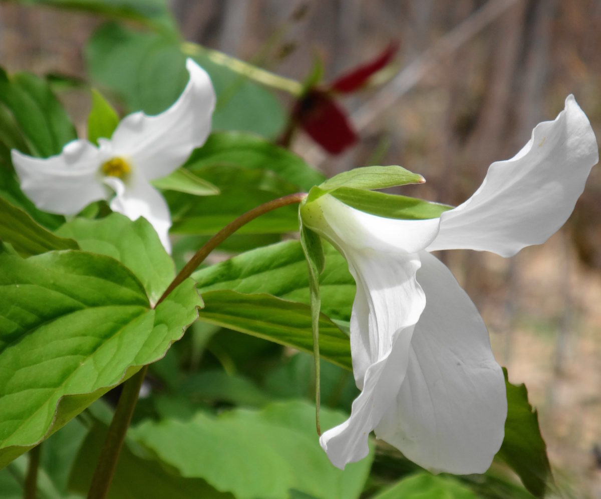A pair of white trilliums blooms in the forest at Pink Lake.