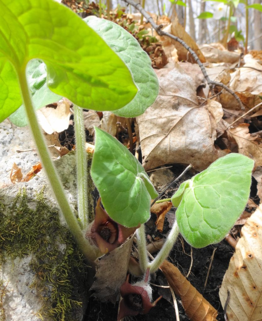 Wild ginger growing at pink lake