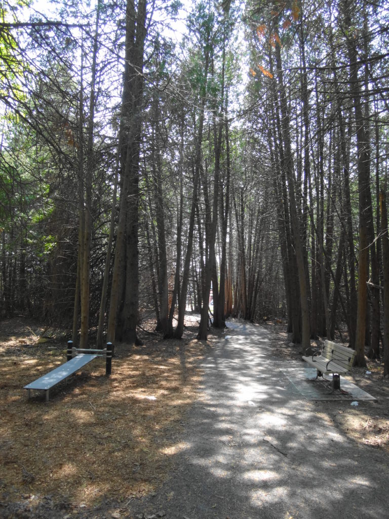 A stonedust trail runs through large cedars, beside a bench and an inclined sit-up board.