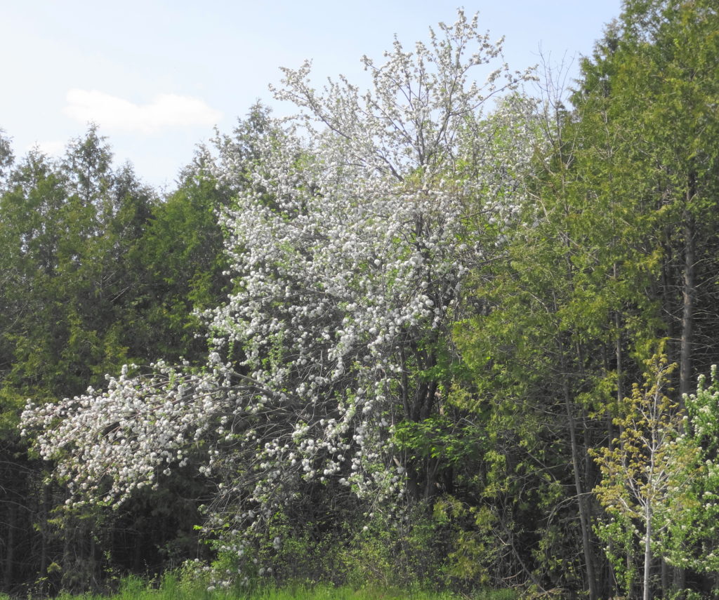 A showy cherry tree blooms along the edge of the Chapman Mills West woodlot.