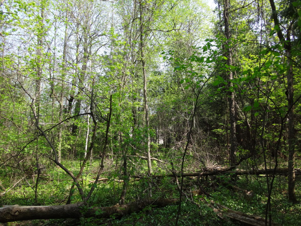 Sunlight bathes an open forest of young trees in the north section of the Chapman Mills West Woodlot