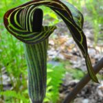 In this close-up of a jack-in-the-pulpit flower, the clublike spathe can be seen emerging from the hooded, tubular, green and red flower.