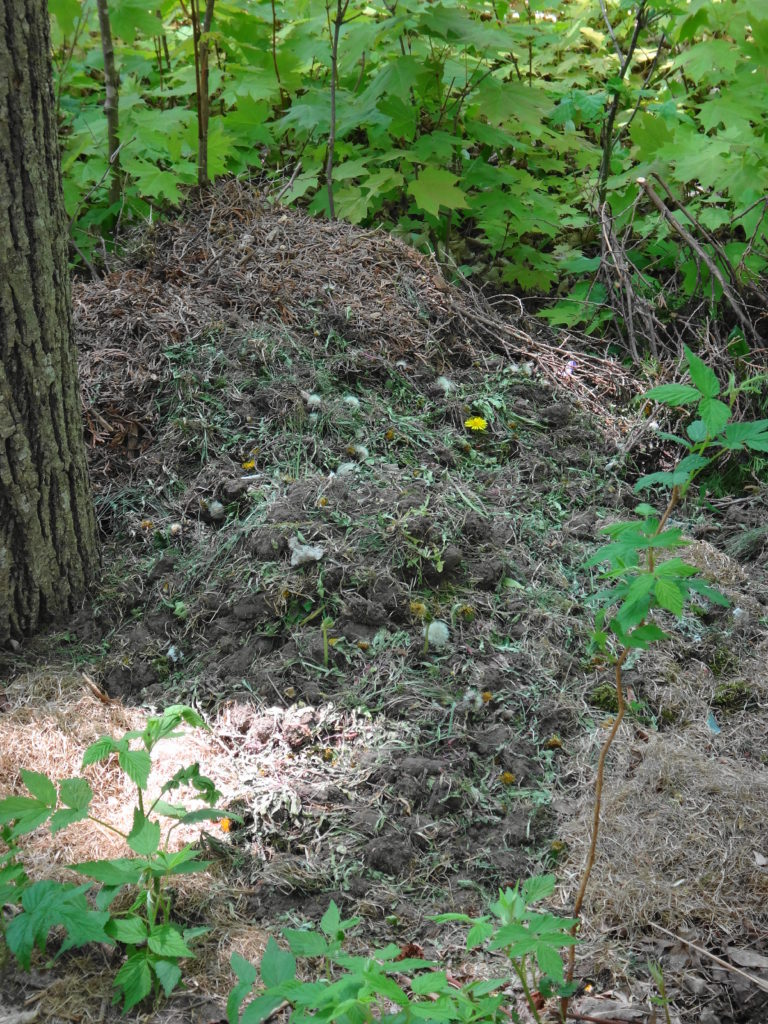 A pile of grass clippings and other yard waste smothers the native plants in Champman Mills East.