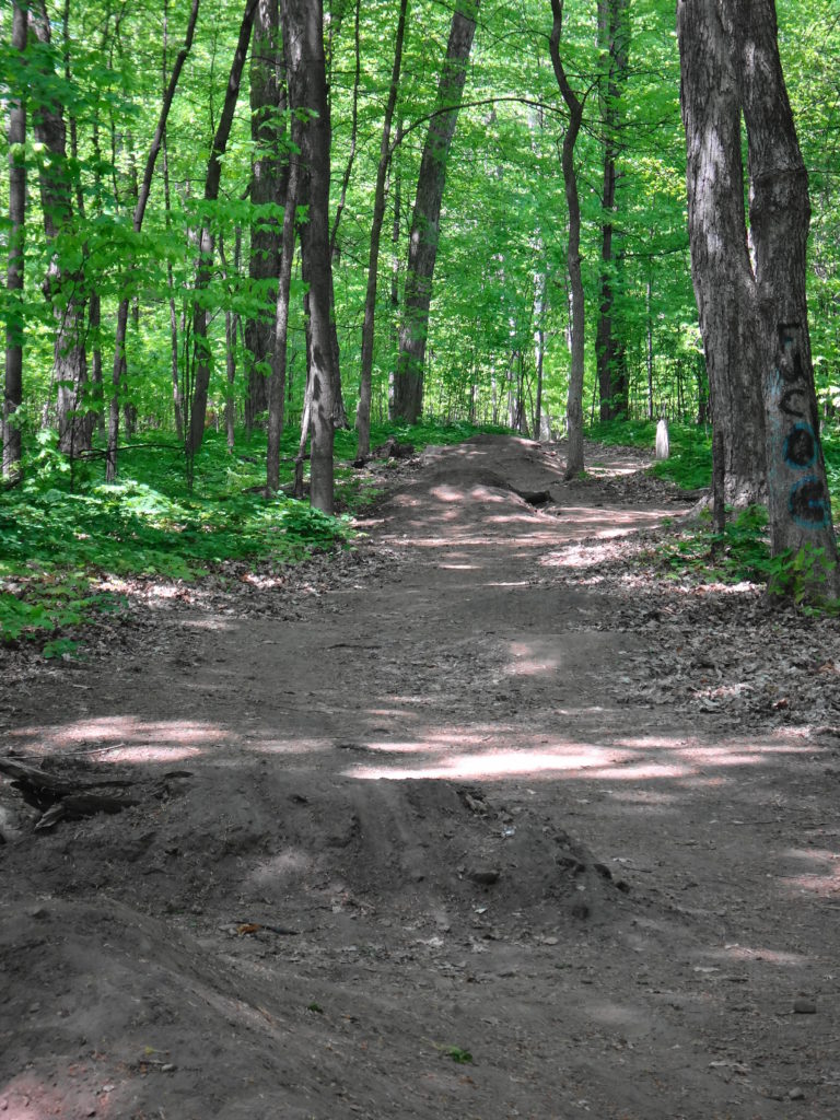 A wide, dirt mountain bike track cuts through the middle of the Chapman Mills East Woodlot.