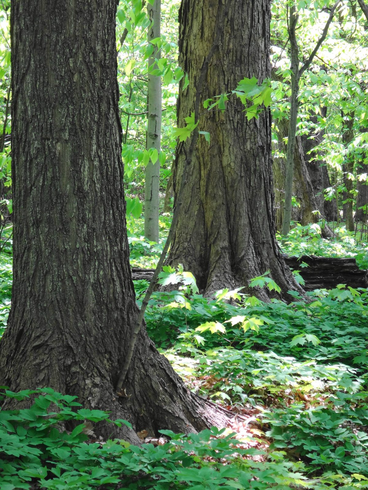 Two enormous maple tree trunks rise out the undergrowth in a sunlight patch of forest.