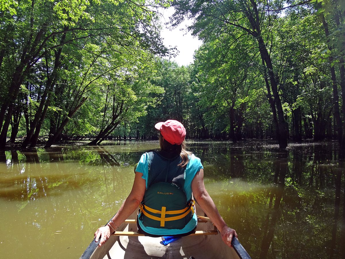 A woman leans back in the front of a canoe as it glides under arching trees in a flooded silver maples swamp.