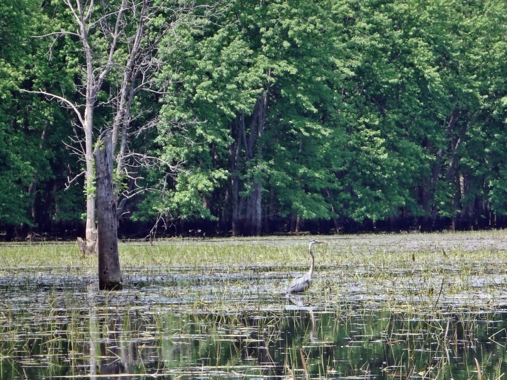 A great blue heron hunts in a shallow marsh on lower Constance Creek.
